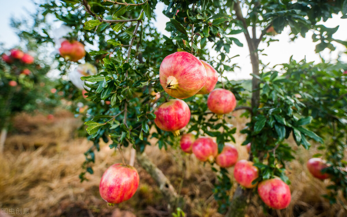 小满节气，黄河中下游地区突尼斯软籽石榴的管理技巧