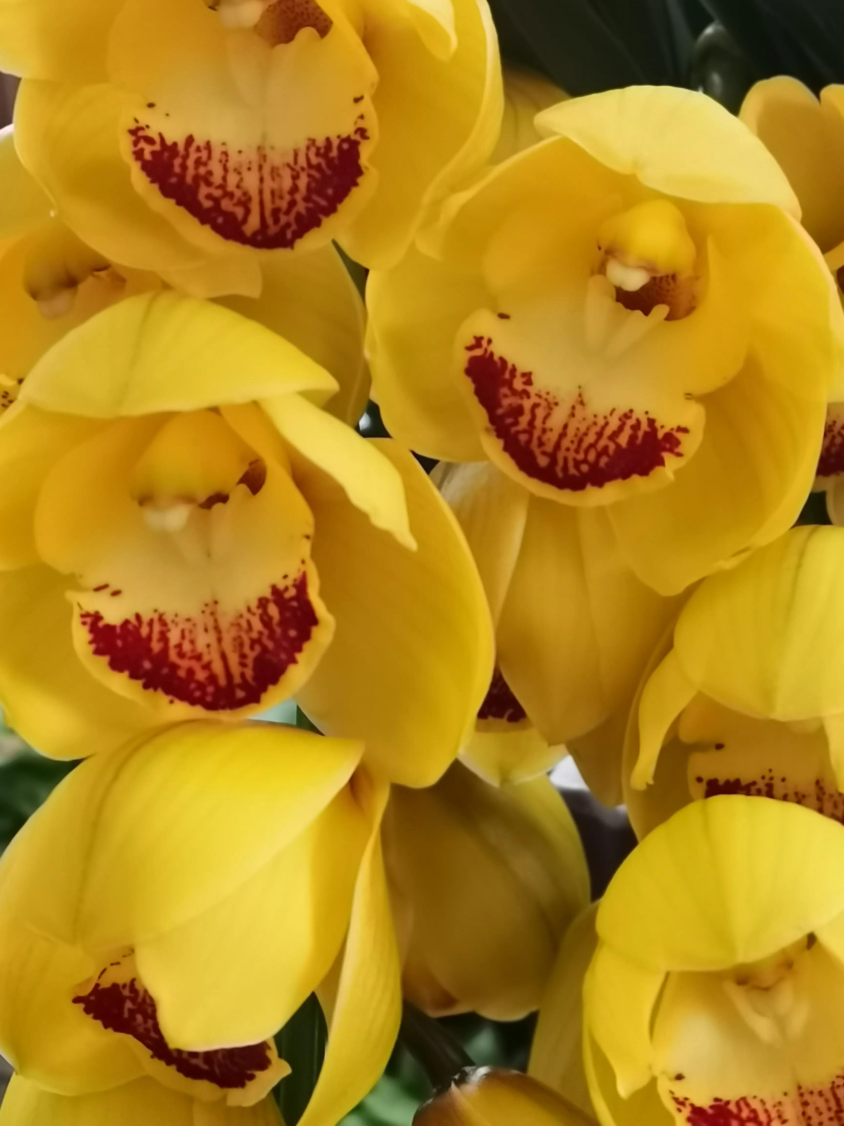 阴雨雾霾天逛月亮湾花市，郁闷不见了，心情舒朗愉悦