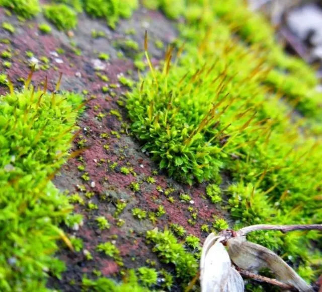 长得像兔子的食虫植物,你见过像草莓一样的食虫植物