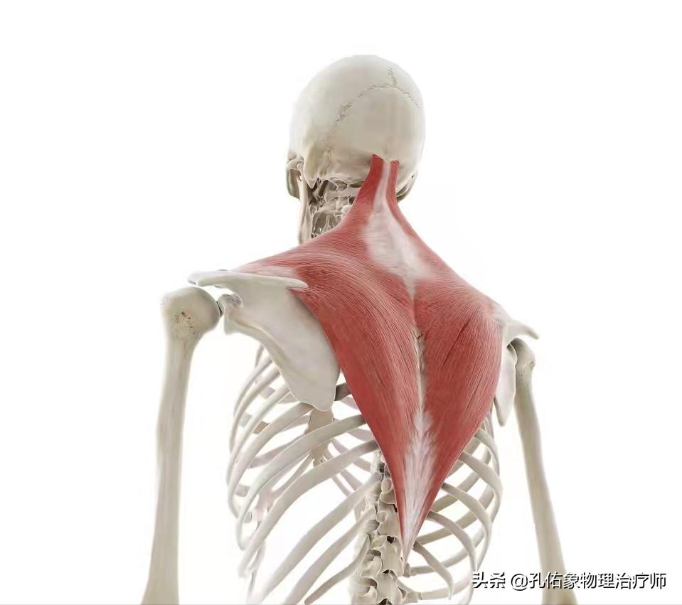 肩膀肌肉紧绷怎么放松,肩膀僵硬不放松怎么办