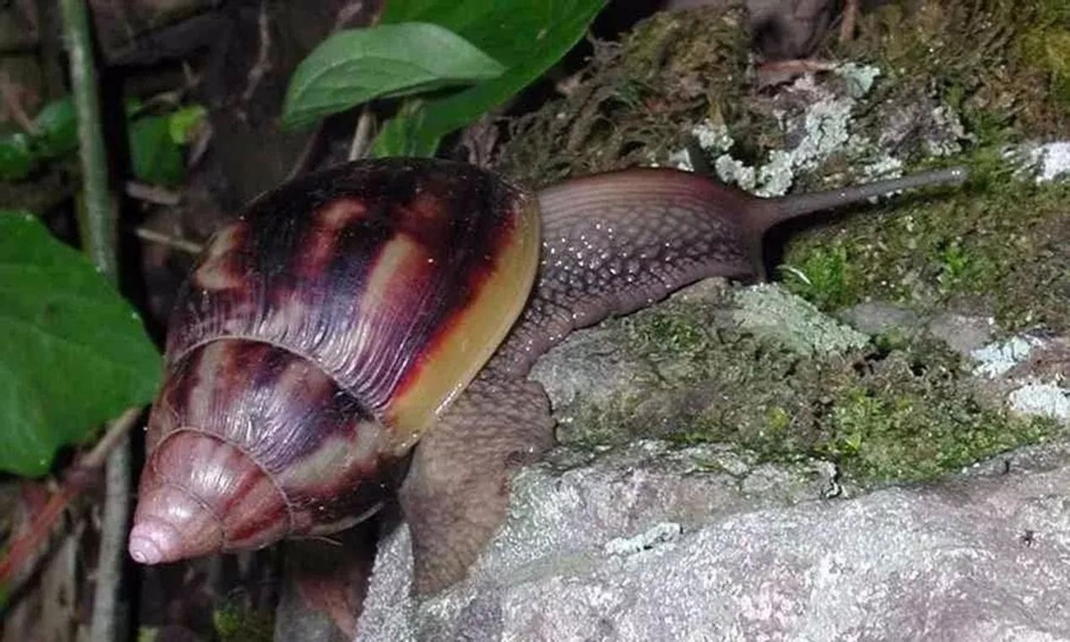 繁衍力极强的几种生物,十大繁殖能力最强的生物