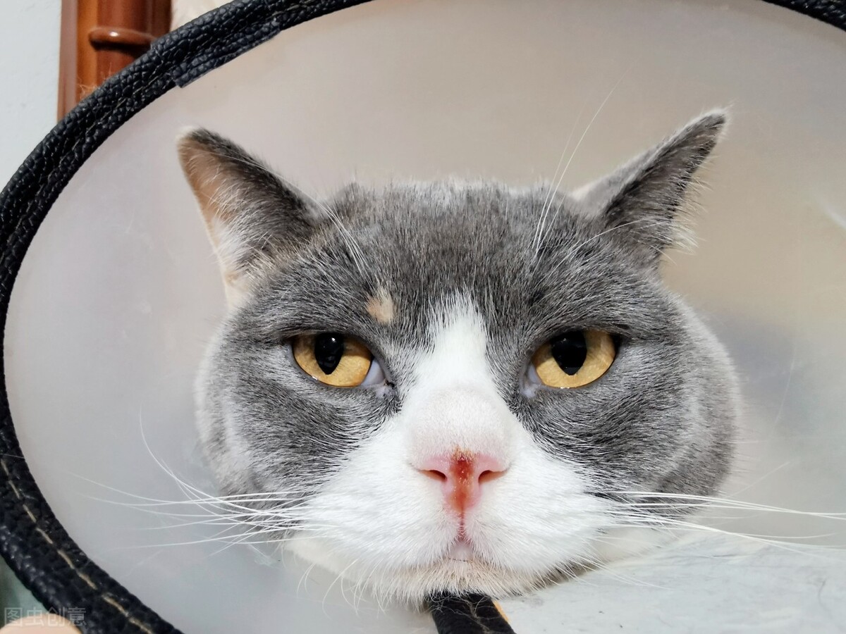 养猫引起的猫癣怎样治疗,养猫日记猫咪口腔溃烂怎么处理