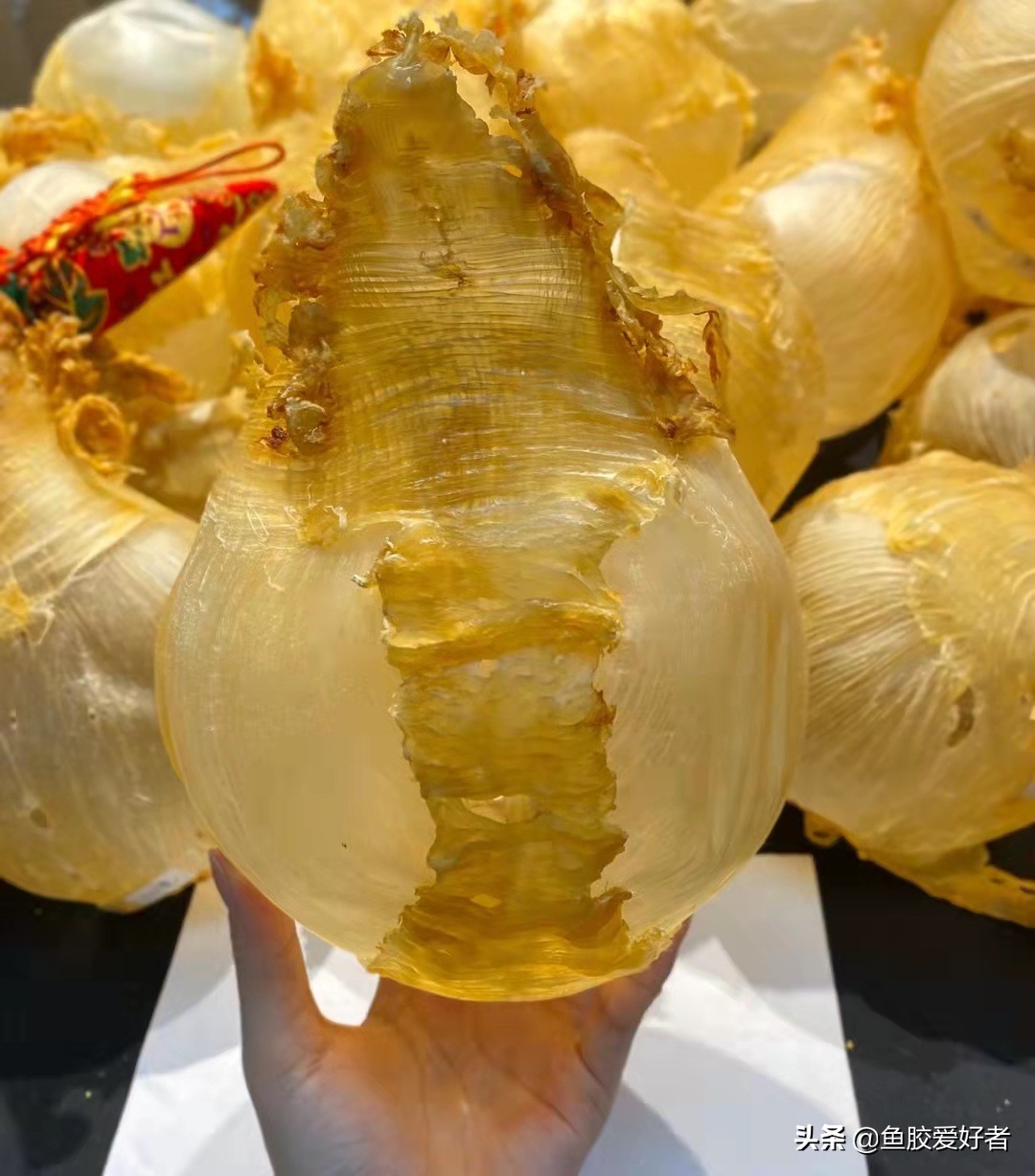 收藏版：全网最全的鱼胶品种，鱼胶品种这么多，你都认识吗？