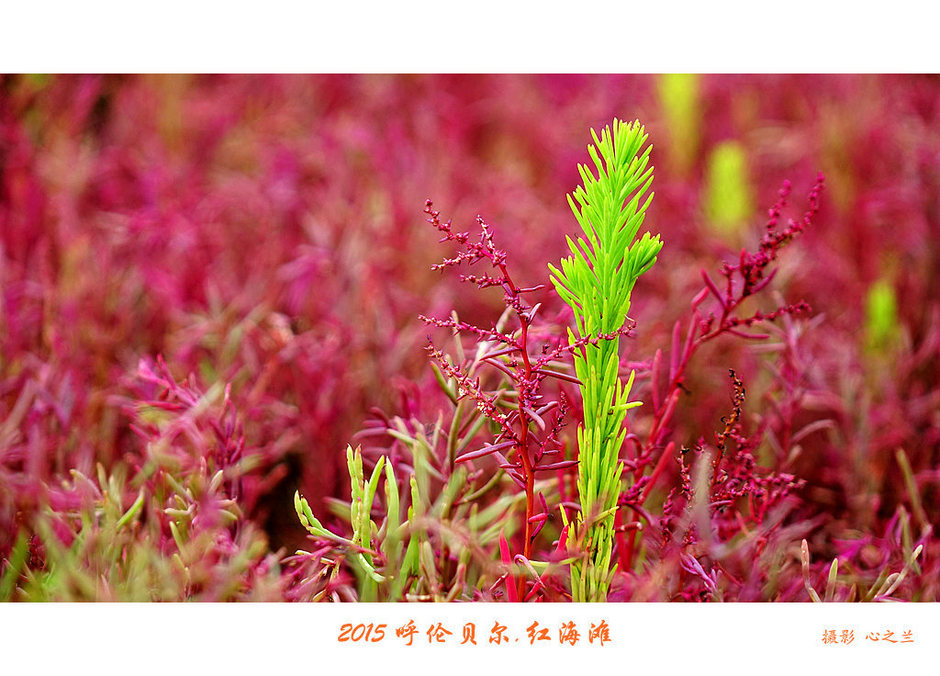 辽宁盘锦红海滩免费旅游攻略,内蒙古足迹旅行