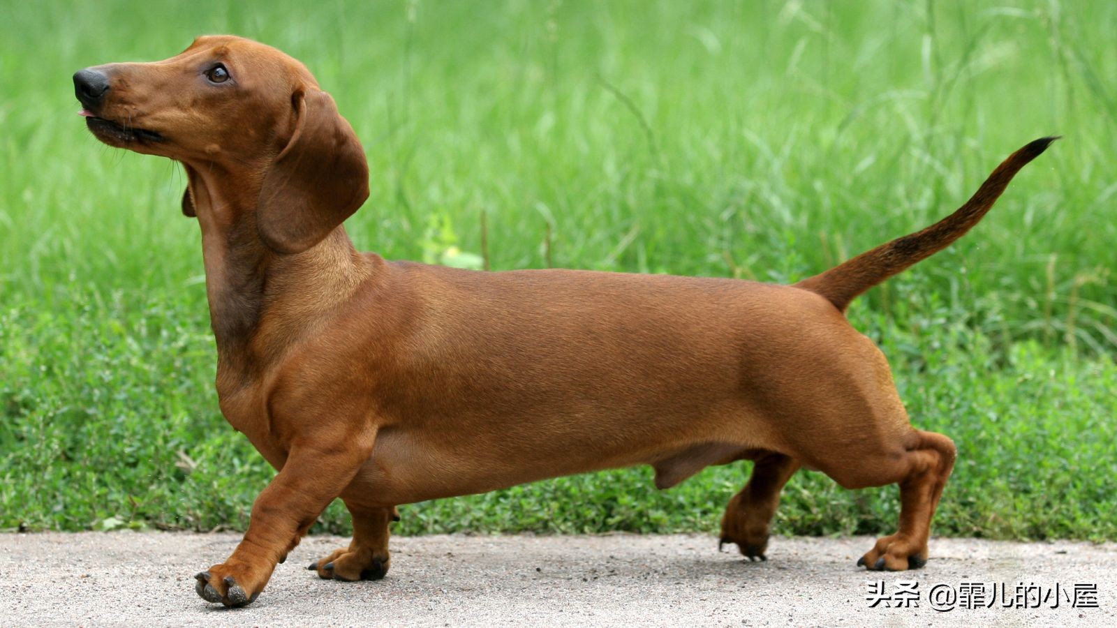 如何让你挑到称心如意的犬类宠物？一起来看看这份宝典指南吧