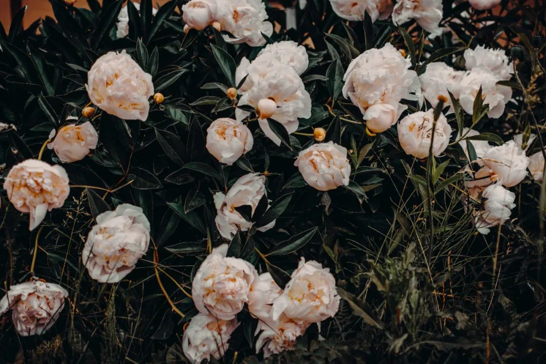 家庭的风水是由父母决定,嘴巴才是一个人最好的风水