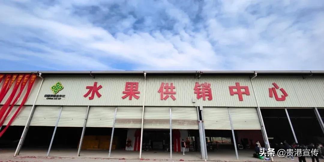 市供销合作社三农服务中心助增收,我为农民办实事