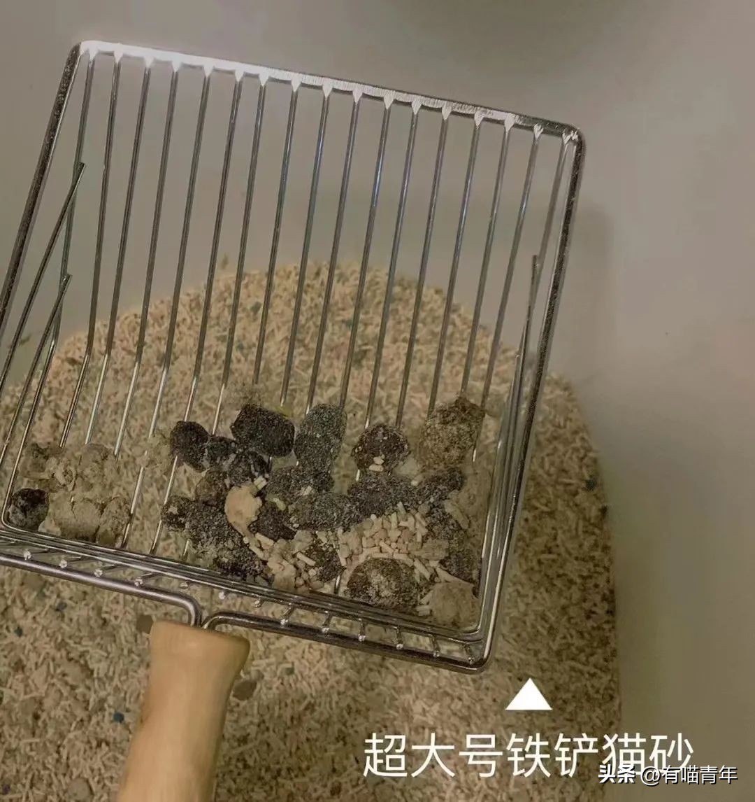 100件养猫好物,十元左右养猫好物分享