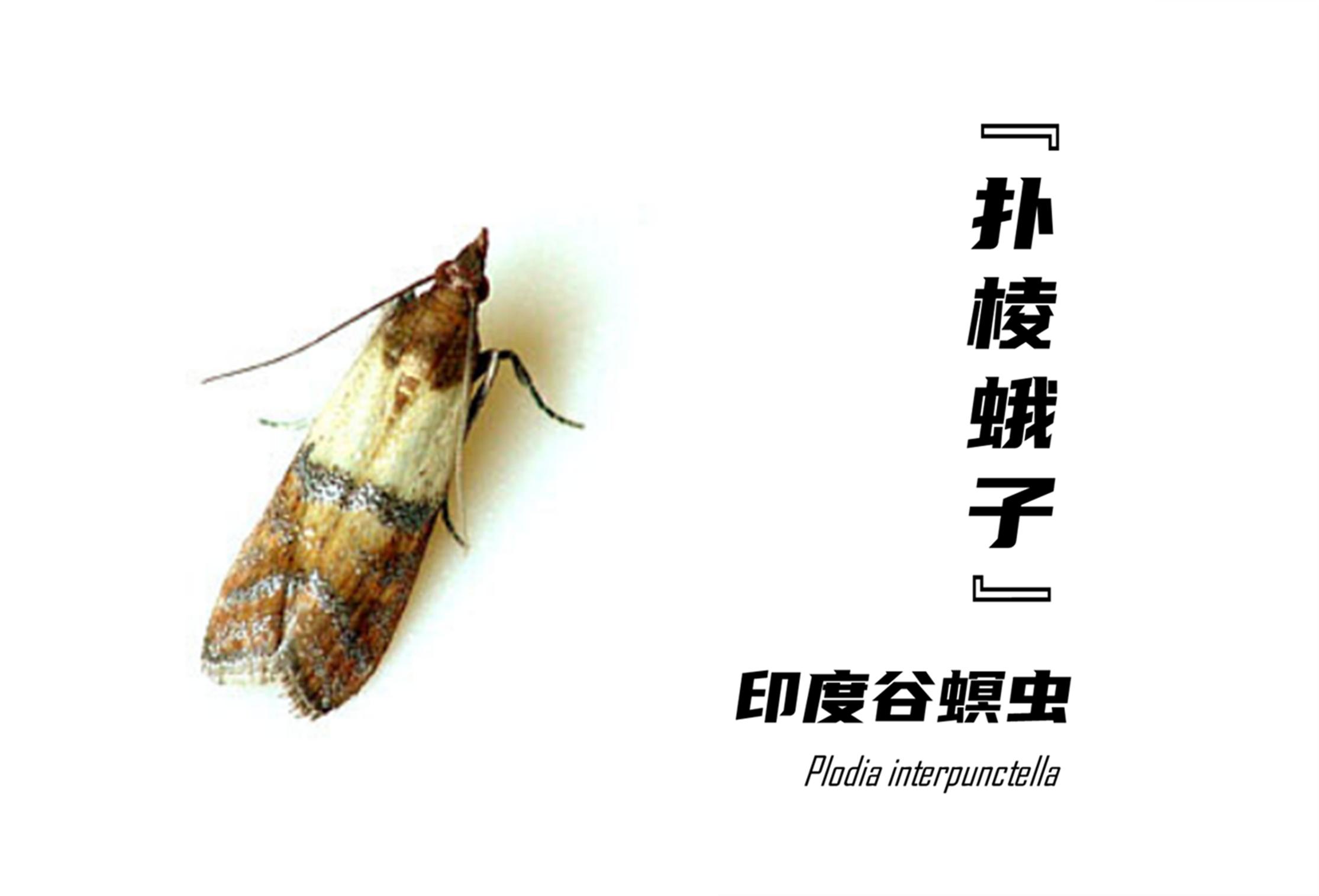 家里的“扑棱蛾子”是哪来的？怎么摆脱它们？