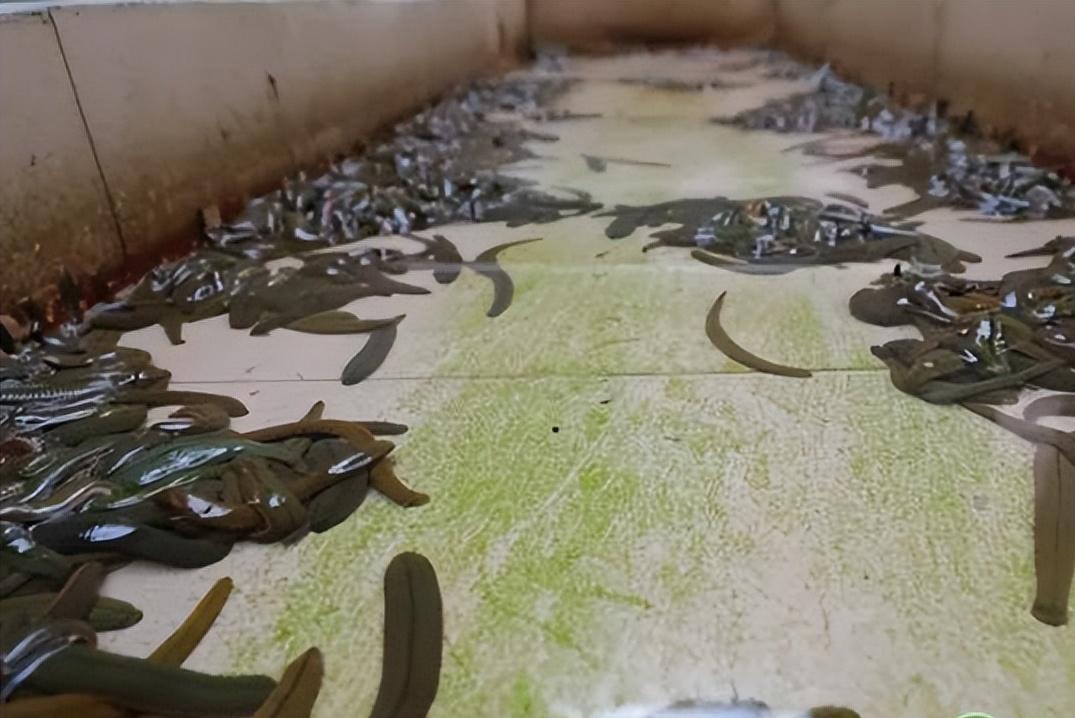 养水蛭用什么肥水好,养水蛭水蛭一般吃什么