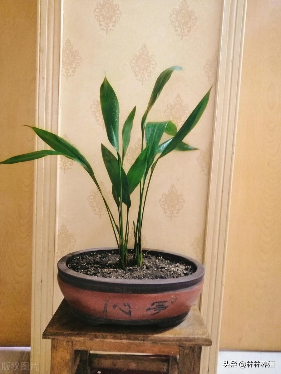 懒人养花就养这几种好养活不怕死,养这10种花越养家里越干净