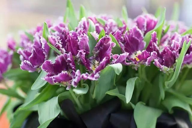 漂亮的郁金香随手一拍都是美景,春天的郁金香花海美得不可方物