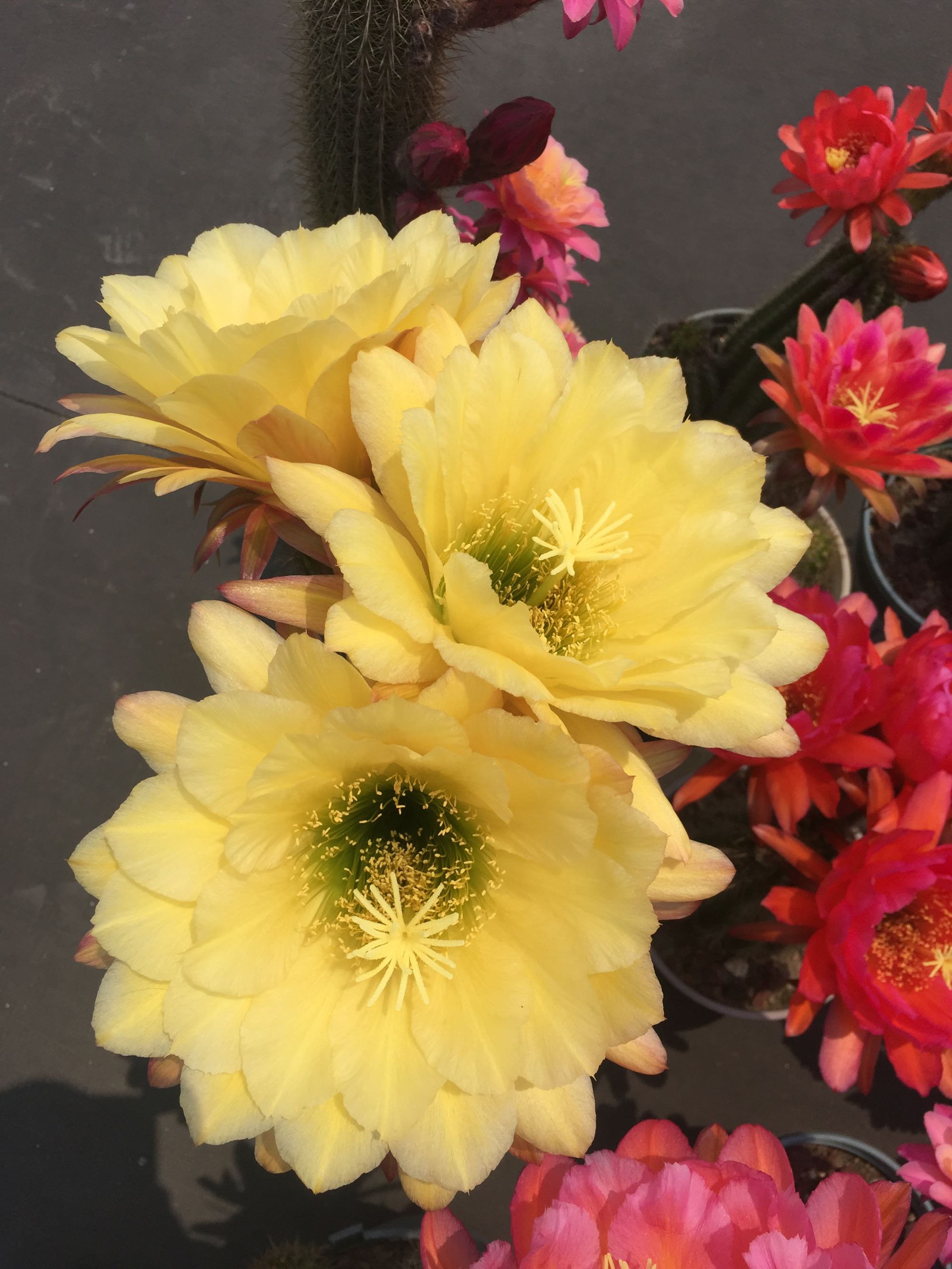 毛花柱仙人球品种大全,顶级精品仙人球花