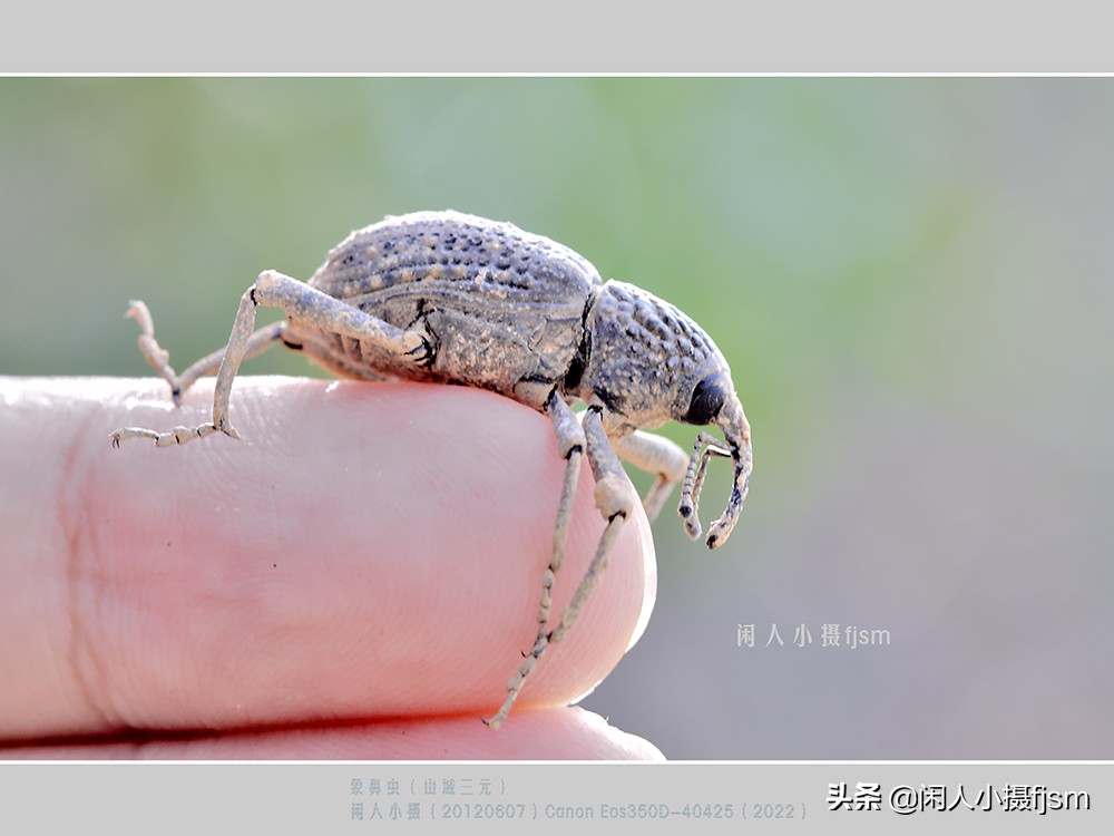 近距离拍摄昆虫小动物,常见昆虫微距摄影活动