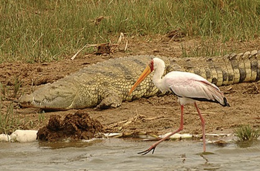 科学家记录鳄鱼首次孤雌生殖,美国雌性鳄鱼
