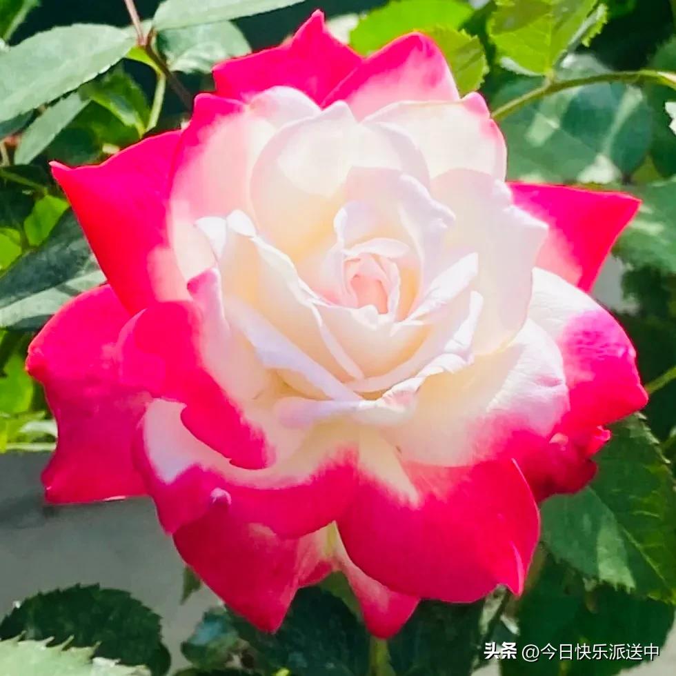 美醉了的月季花图片,各种颜色的月季花图片