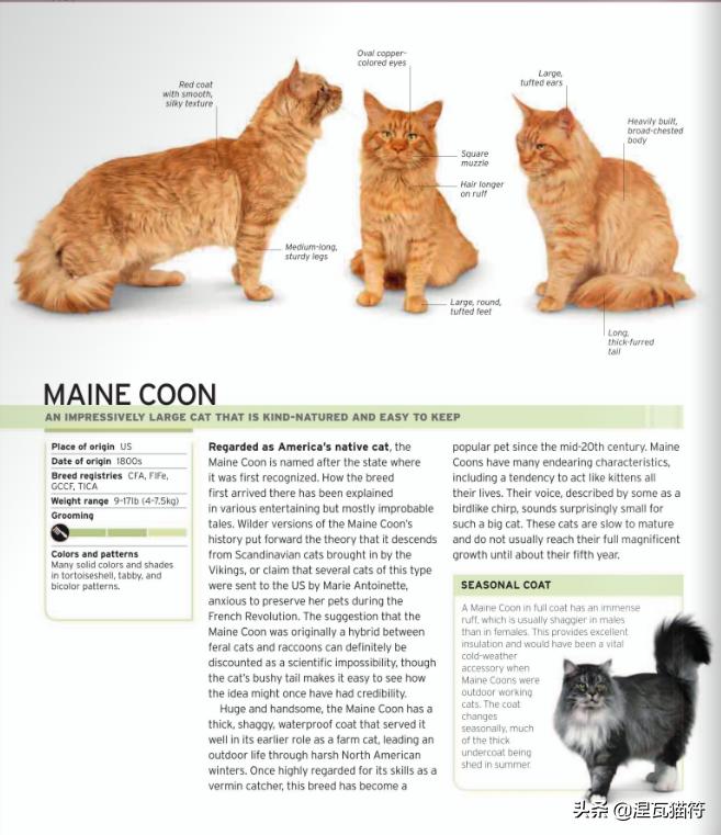 缅因库恩猫银虎斑,缅因猫浅银虎斑