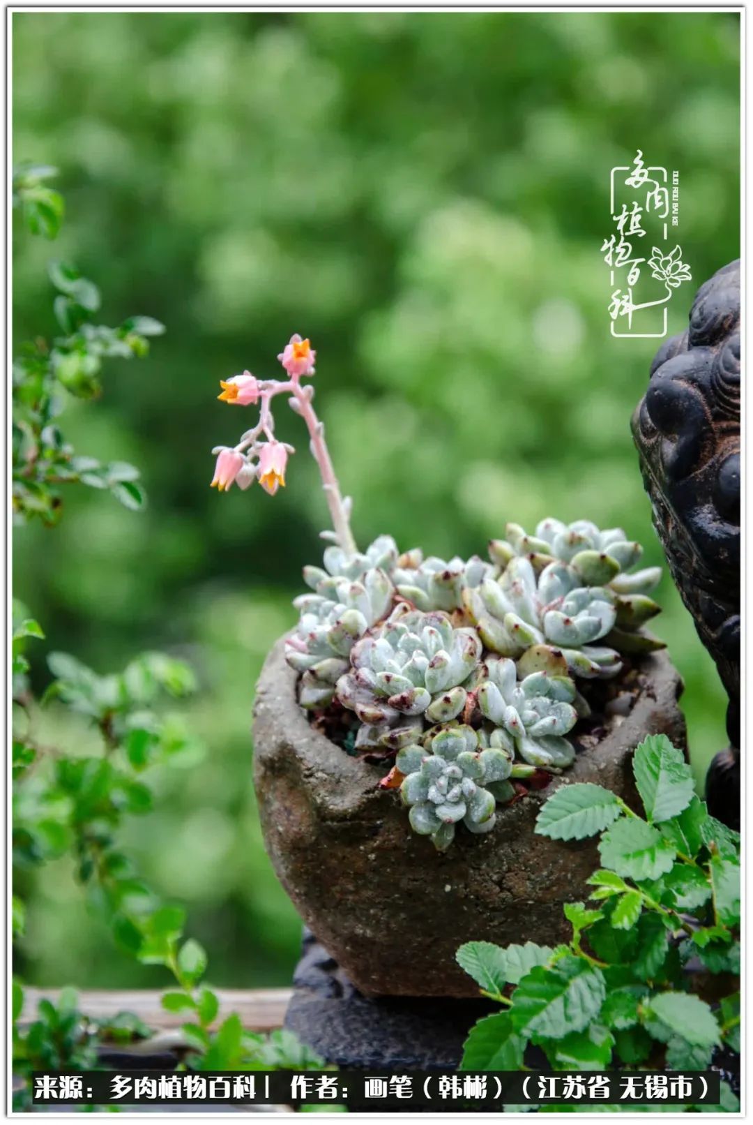 月满西楼别有一番滋味在心头,绿肥红瘦