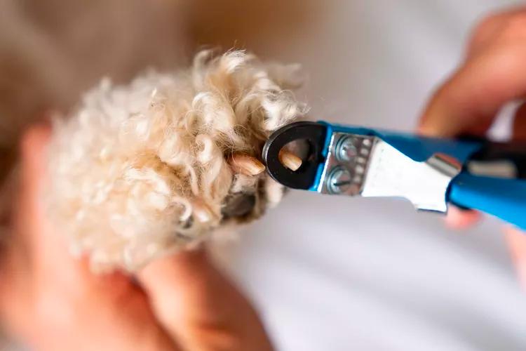 宠物护理小贴士在冬天保护狗爪子,关于狗爪子的10个小知识