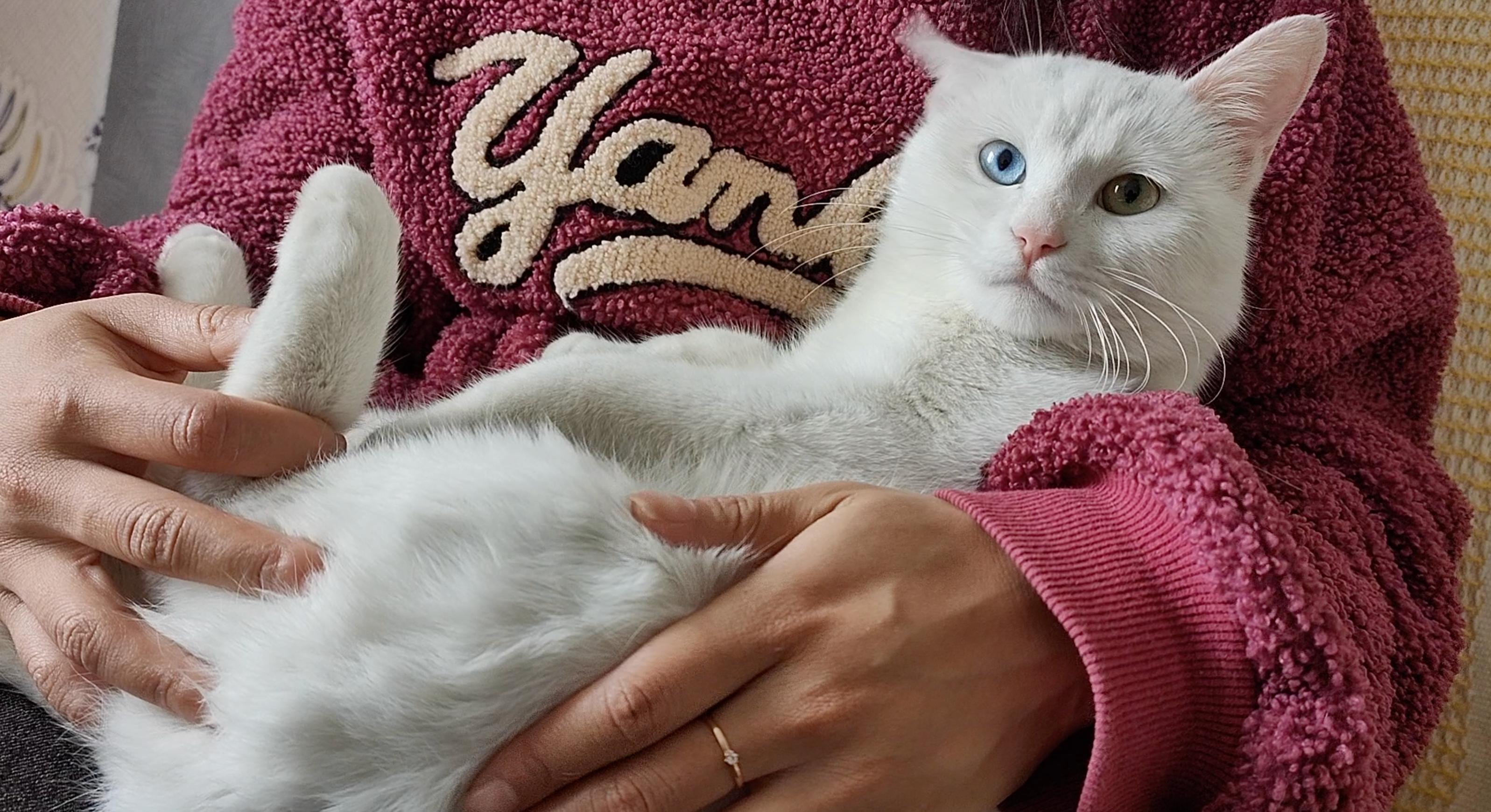 浦瑞克全自动扫地机器人,浦瑞克扫地机器人怎么用教程