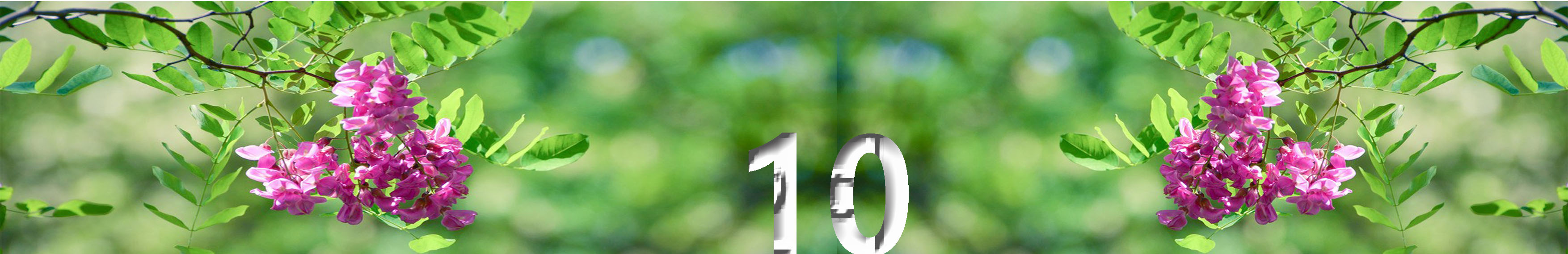 写槐花美的诗句,描写槐花清新淡雅香气四溢的诗句