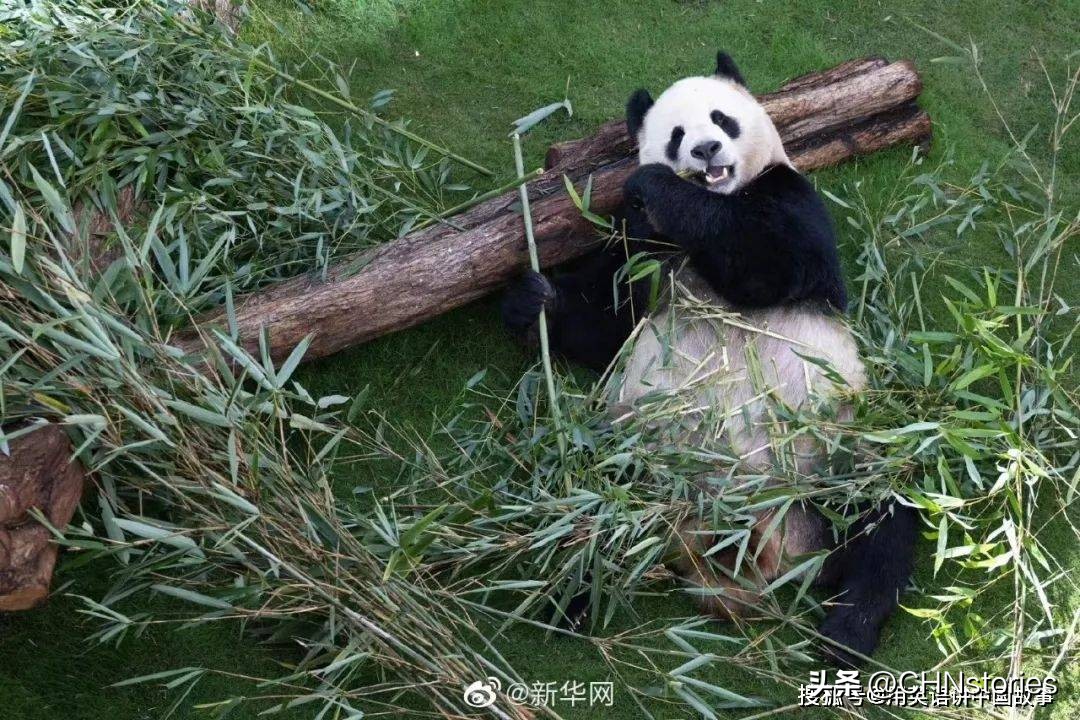 胖达在国外有多受欢迎？日本哭泣相送，比利时差点分裂？