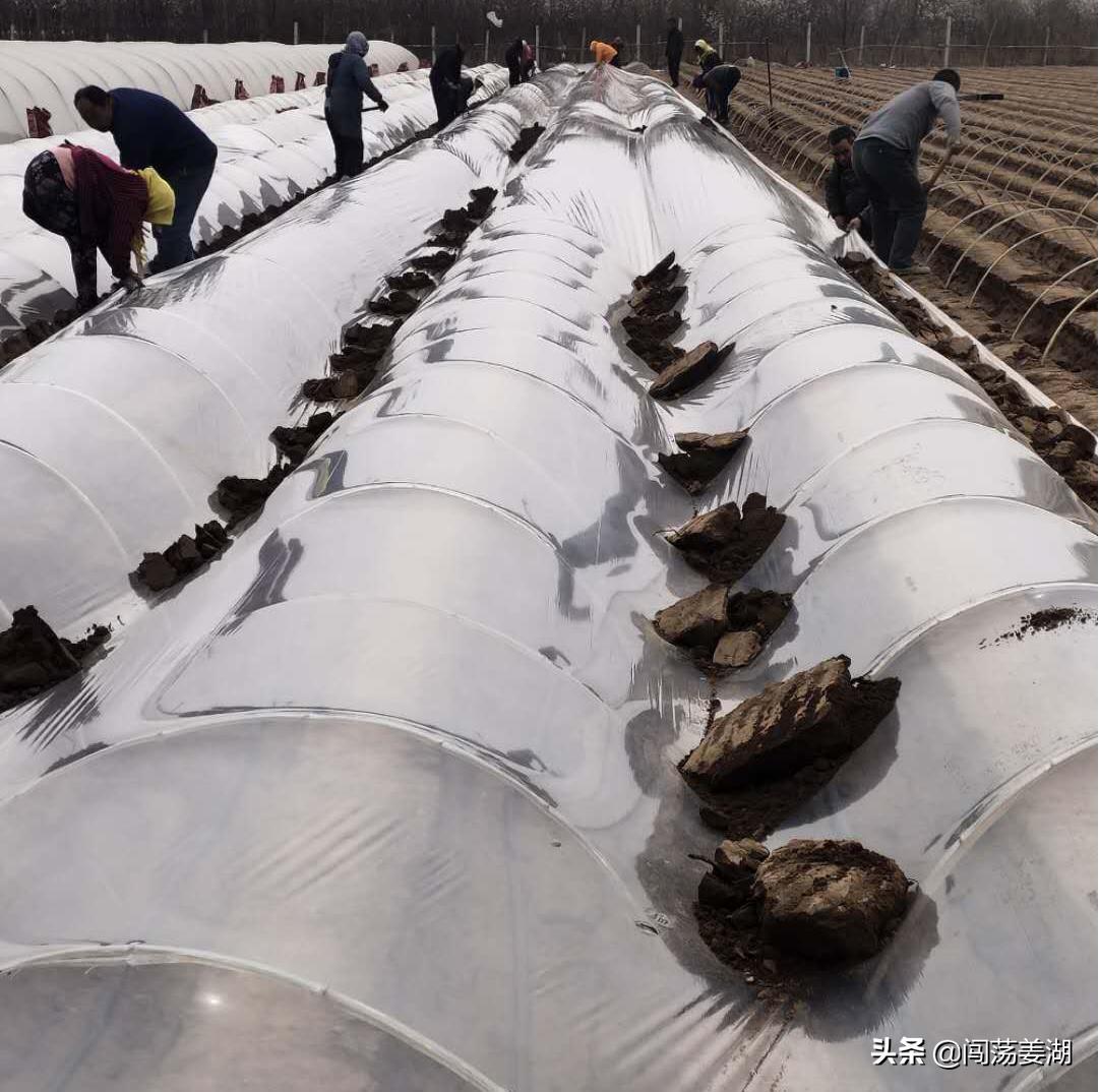 生姜播种越早产量越高这是真的吗,生姜几月份播种最佳时机