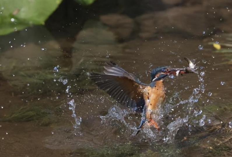 佳能eosr系列相机是什么相机,佳能eosm6markii