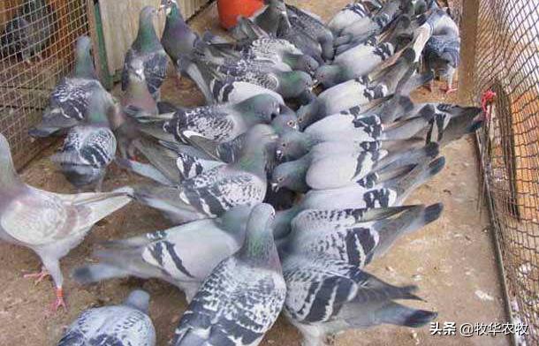 农村适合养殖什么利润高,农村笨鸡养殖利润和成本计算