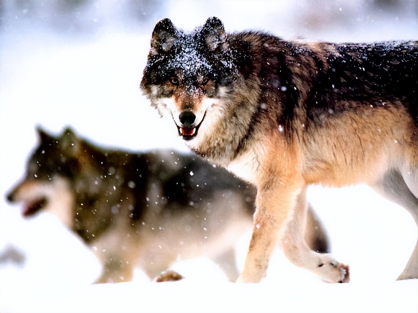 人狼生存搏杀：西伯利亚狼吃羊杀马，牧民雪地摩托杀狼|故事