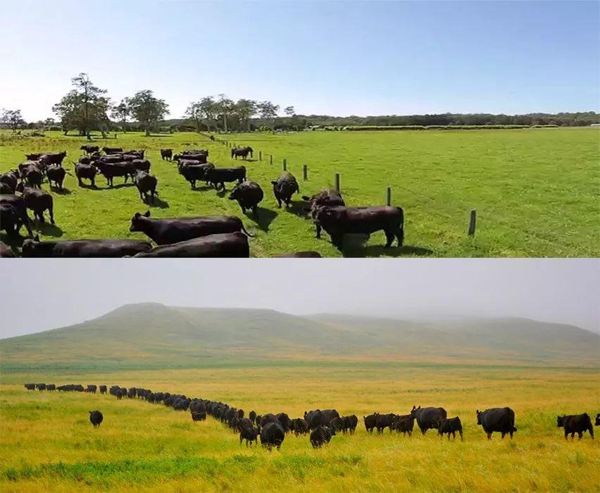 澳洲牛肉为什么那么嫩肉质松软,澳洲牛肉是真的好吗