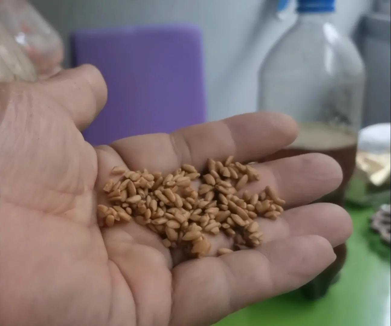 丁香酒制作酒米的用法用量,泡制丁香酒一斤酒要用多少丁香