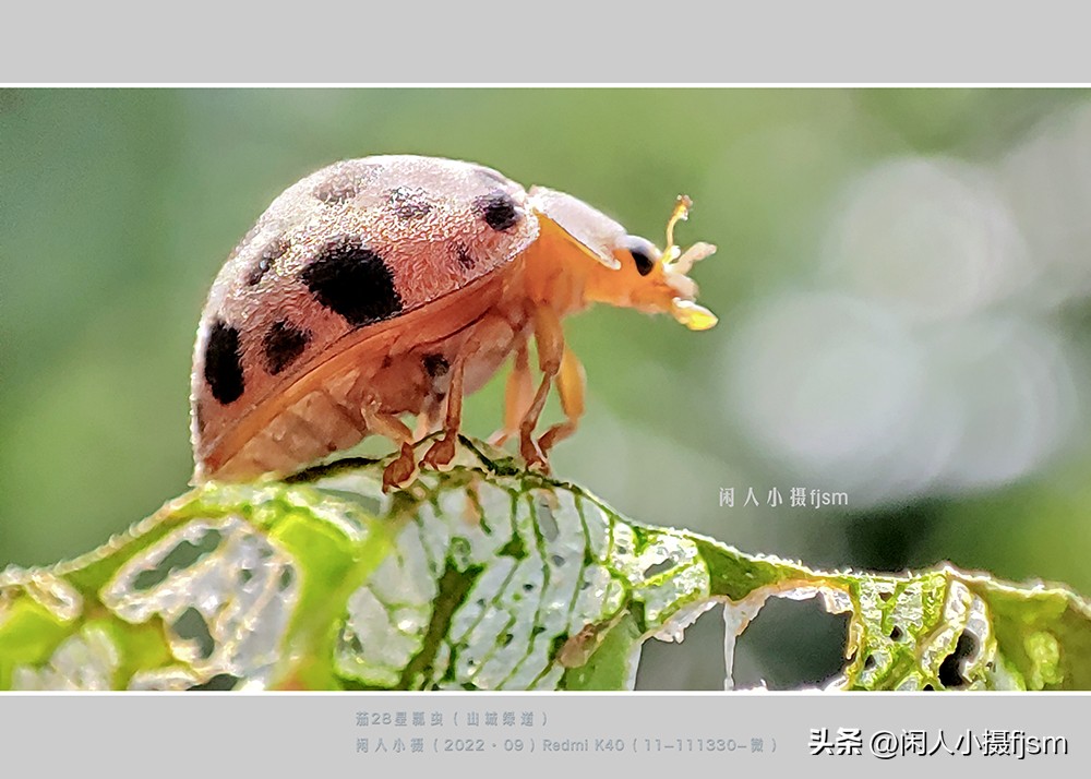 微距摄影就是近距离拍摄微小物体,微距摄影和近距离摄影有区别吗