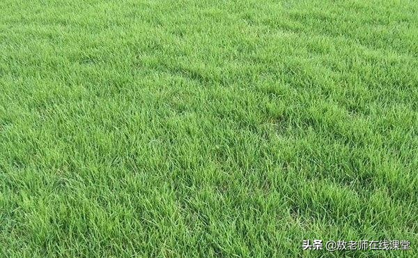 草坪园林景观设计,园林景观和草坪景观区别