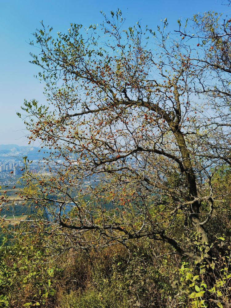 旅顺城山,旅顺城山怎么绕过去