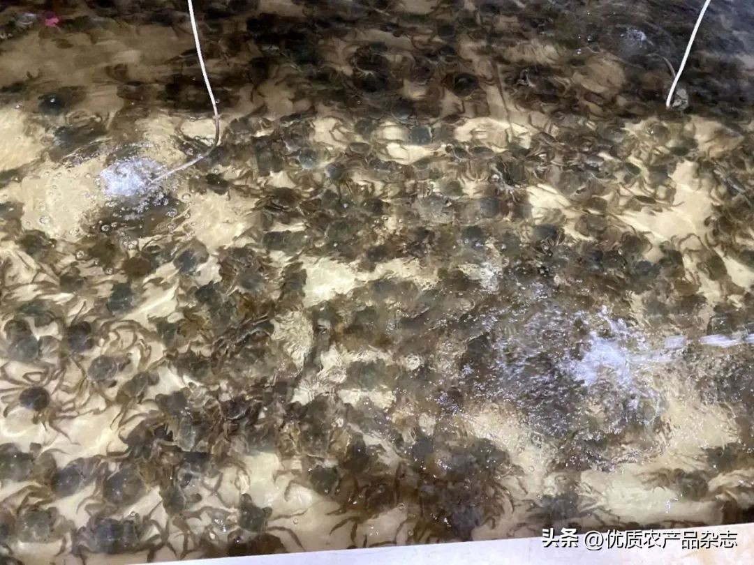 阳澄湖大闸蟹母蟹公蟹怎么分别,阳澄湖大闸蟹三十多年的吃蟹经验