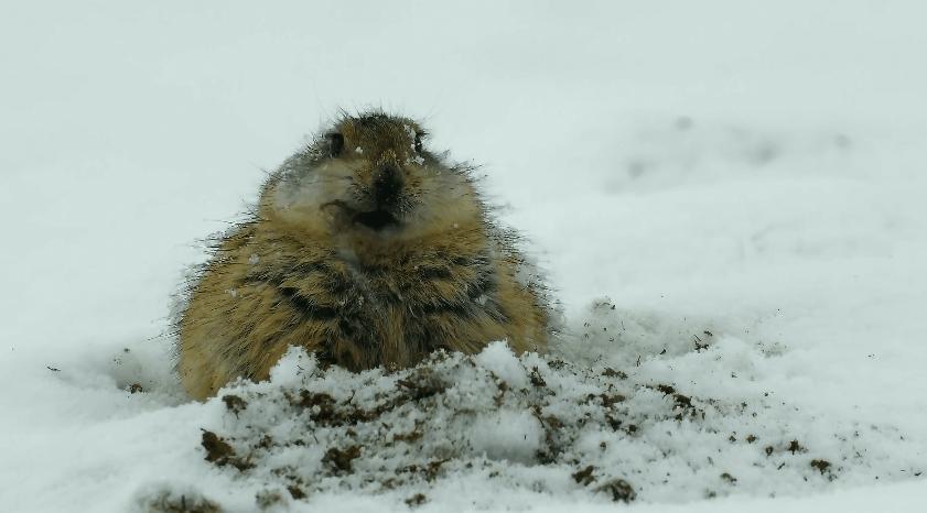 高原鼠兔是易危还是濒危,高原鼠兔到底有多可怕