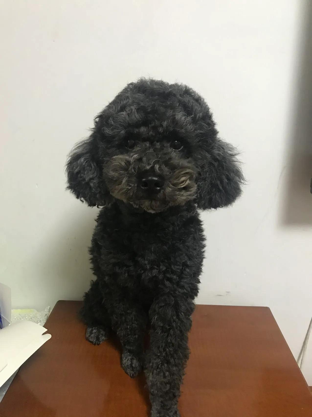 厦门捡到黑贵宾,厦门同安丢失贵宾