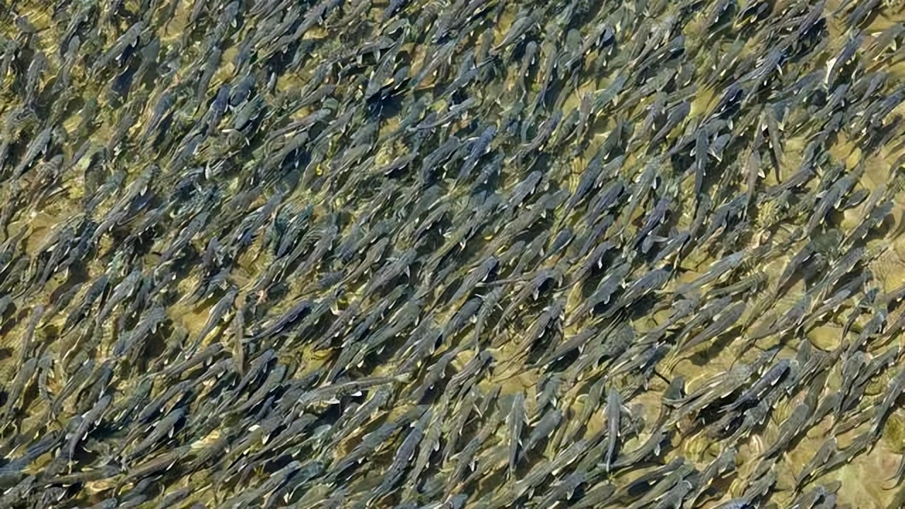 你好这里是呼伦贝尔,海滨藏城鸟鱼天堂