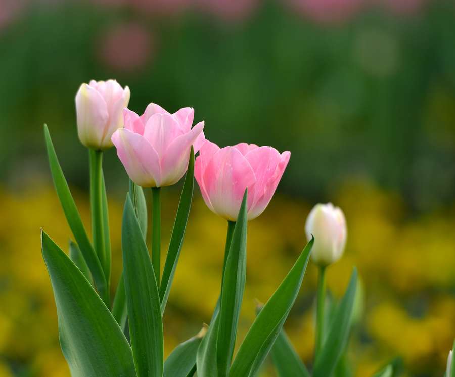 满心欢喜郁金香,痴情郁金香