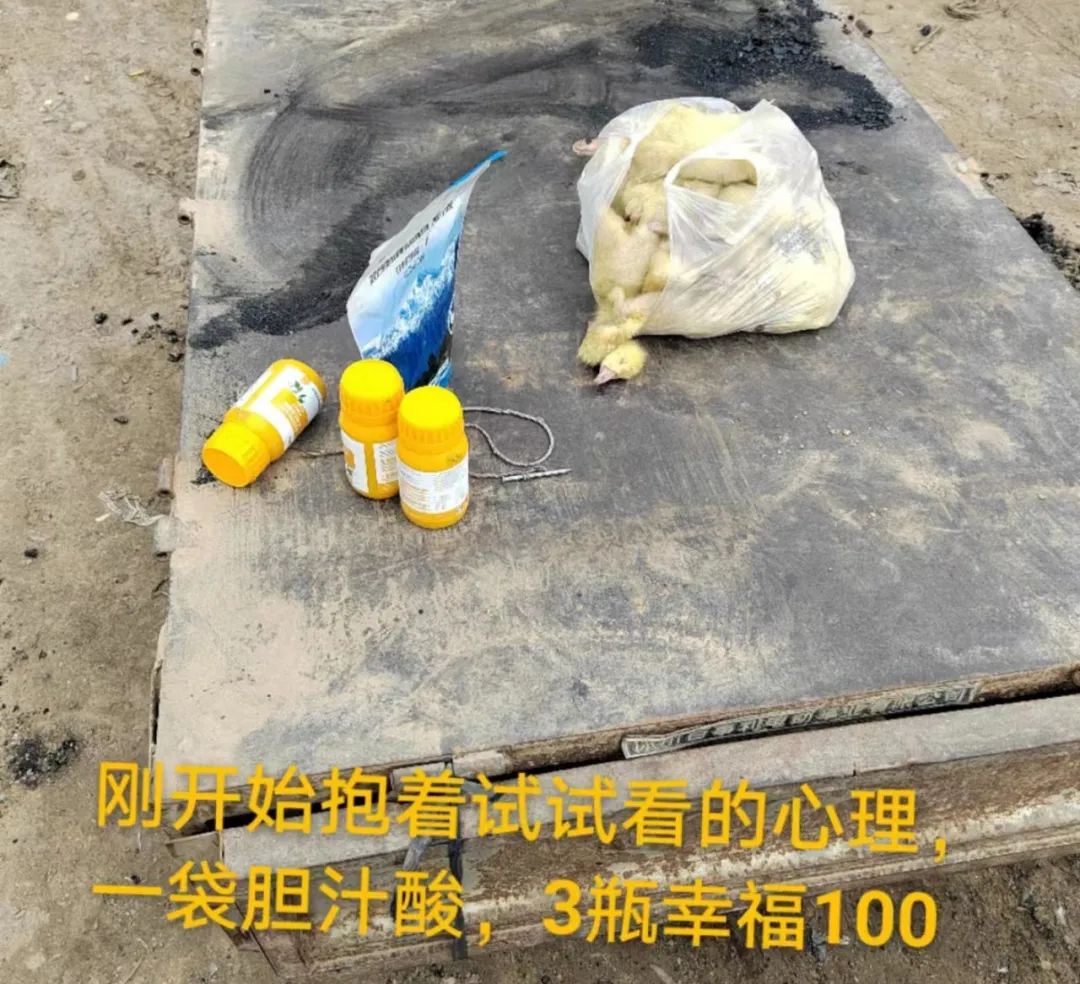 养鹅预防痛风的最好方法,养鹅怎样防小鹅痛风