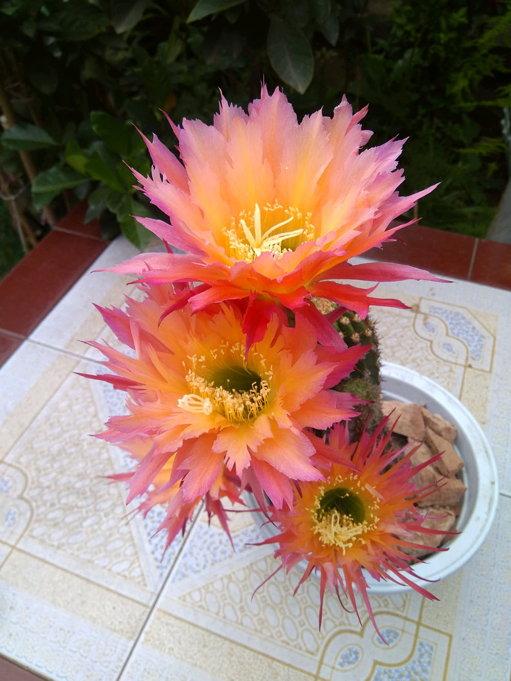 毛花柱仙人球品种大全,顶级精品仙人球花