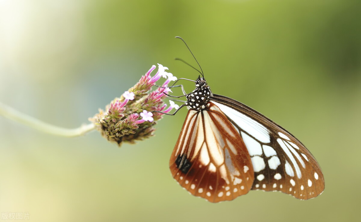 当别人不喜欢你就不要再追了原版,当别人不喜欢你就不要再追了
