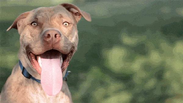 狗狗跑两步就气喘吁吁直接趴下了,狗狗气喘吁吁是什么原因