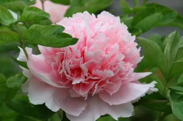 中国的国花是牡丹花吗,牡丹花世界名花