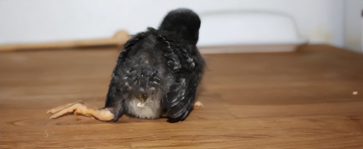 鸡有哪些疾病,鸡有炎症什么表现