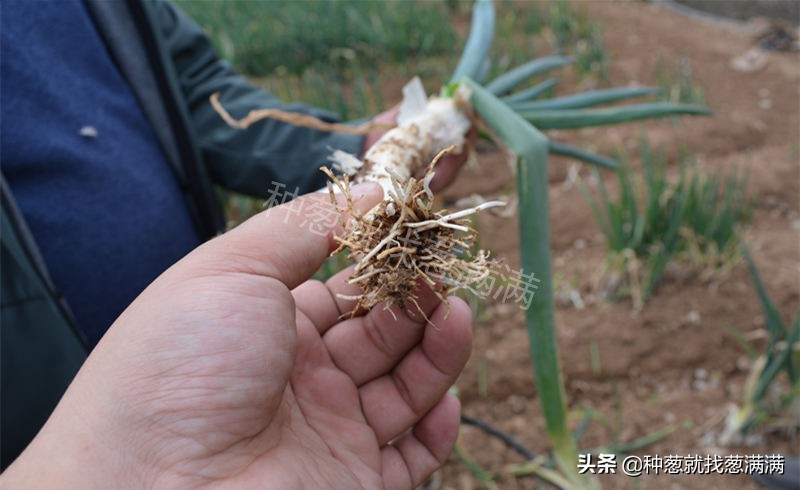 大葱生虫怎么防治,怎样预防葱的病虫害