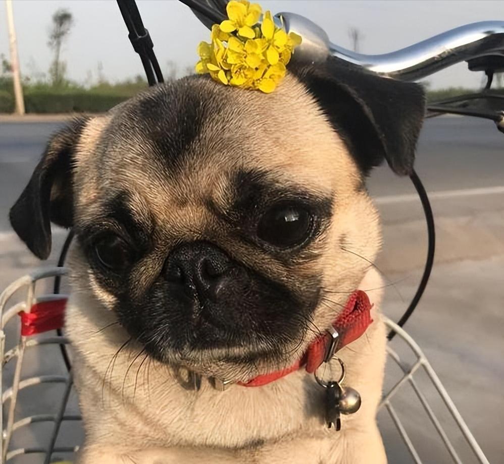 巴哥犬为什么有斑,巴哥犬有泪痕严重怎么办