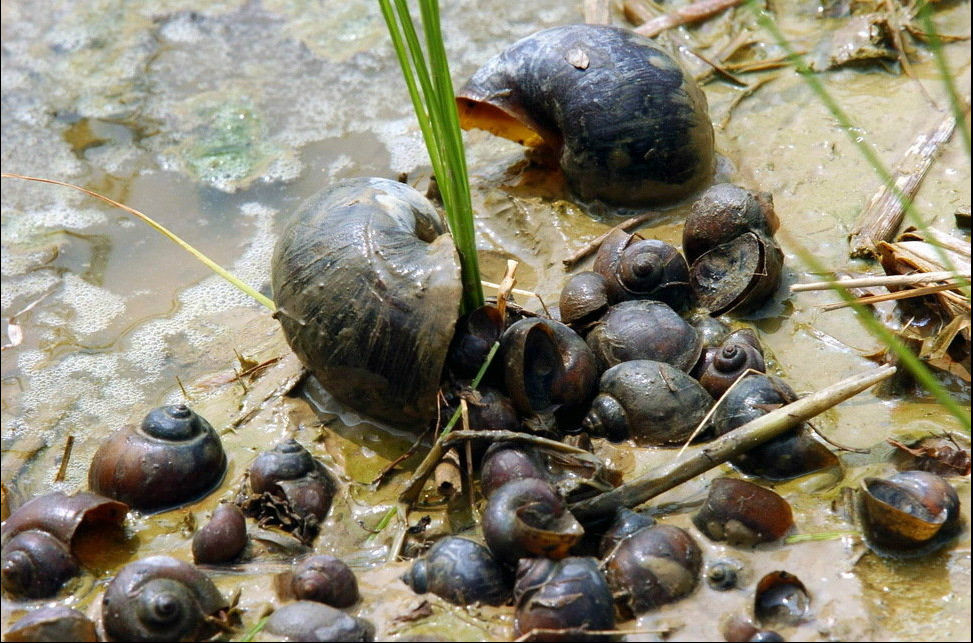 福寿螺寄生虫病例,福寿螺寄生虫感染人体途径
