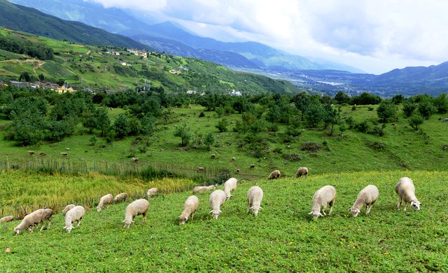 在农村一年挣五万元的养殖是什么,在农村挣5000陪家人还是外出打工